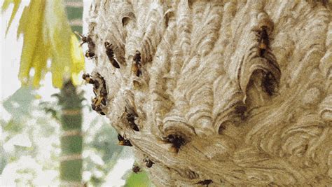 will a wasp nest work